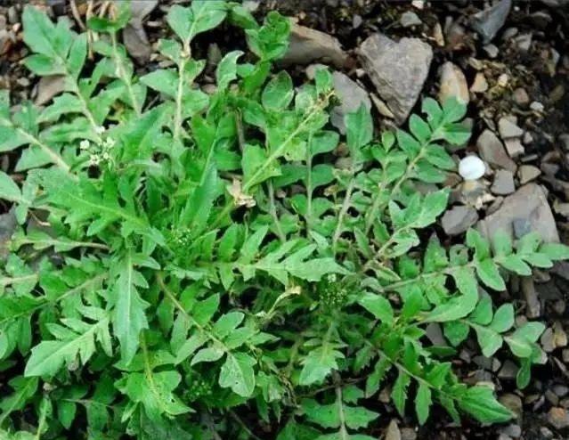 婆婆丁是荠菜吗 t017ab6f16d4e131149.jpg