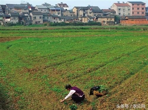 农村非农户口能不能分配集体土地？还能享受农村优惠政策吗？