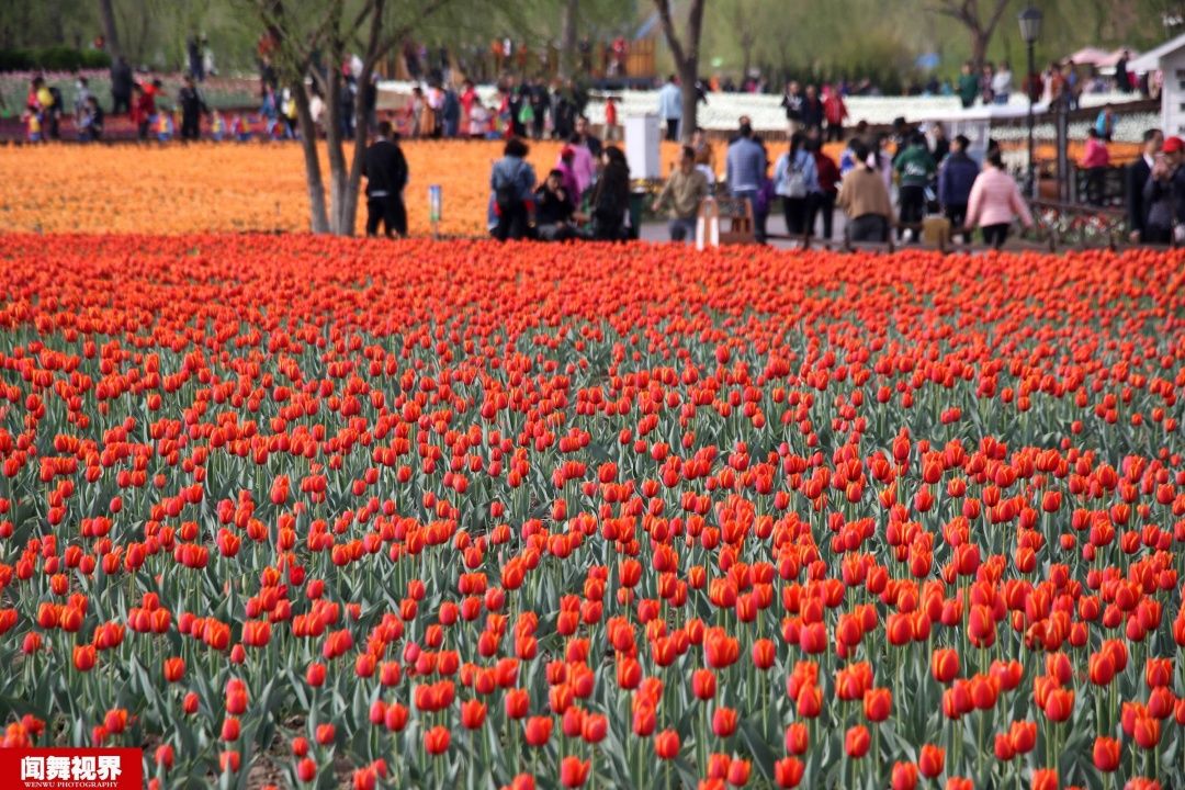 摄影师站郁金香花田拍婚纱，被批没素质起身后却让人竖大拇指