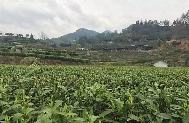 湘西吕洞山，出产中国最贵茶的地方