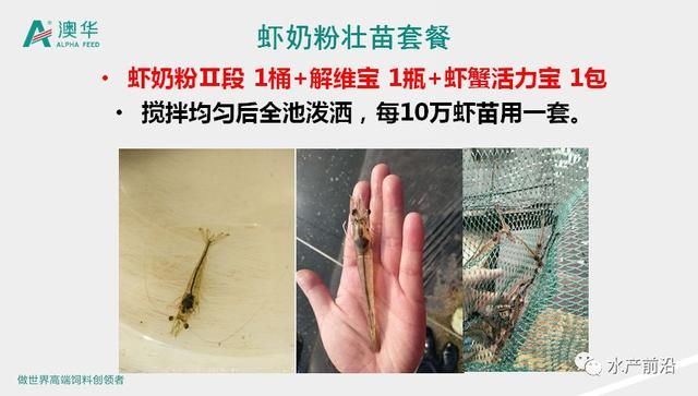 养虾产量18万吨暴跌至10万吨，P20模式雷霆救市助力虾农破困局