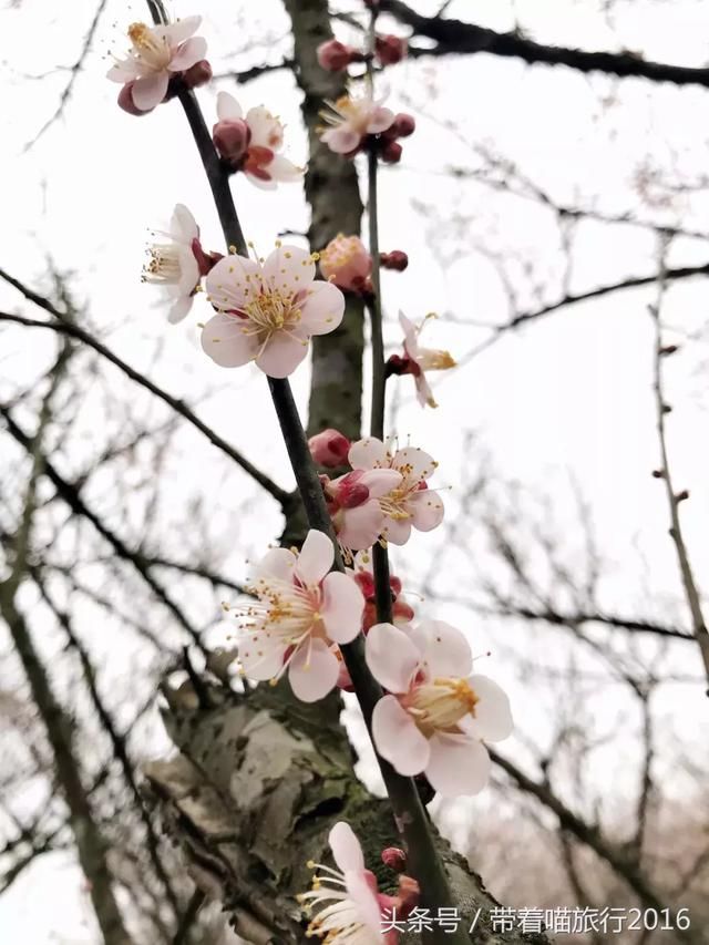 奉化莼湖私藏赏梅胜地，自带仙气，美过日本樱花！