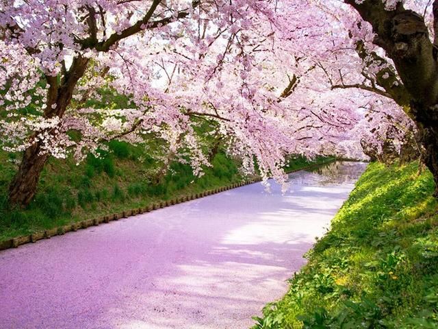 粉红隧道!日本四大赏樱预测出炉 仙境级美景报