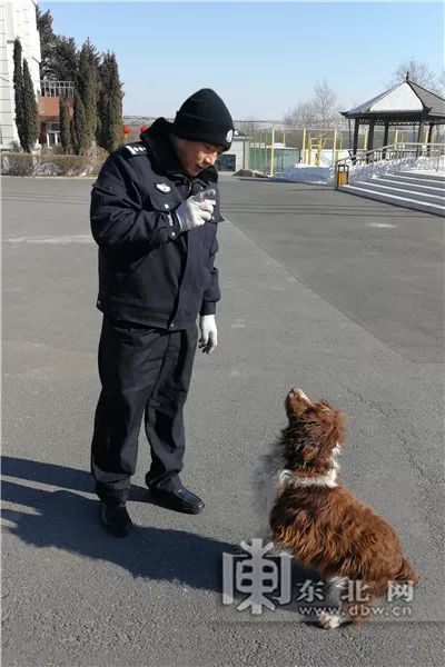 警犬如何过狗年?探秘警犬侦查训练基地，“不寻常的”汪星人给您