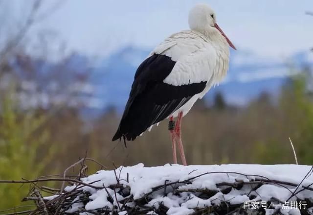 世界上飞的最高的鸟TOP10 黑白兀鹫可以翱翔