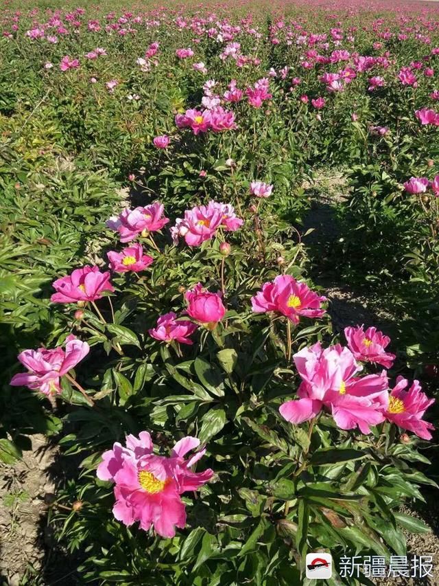 额敏县1500余亩芍药花竞相绽放 种植户：这是一朵朵致富之花