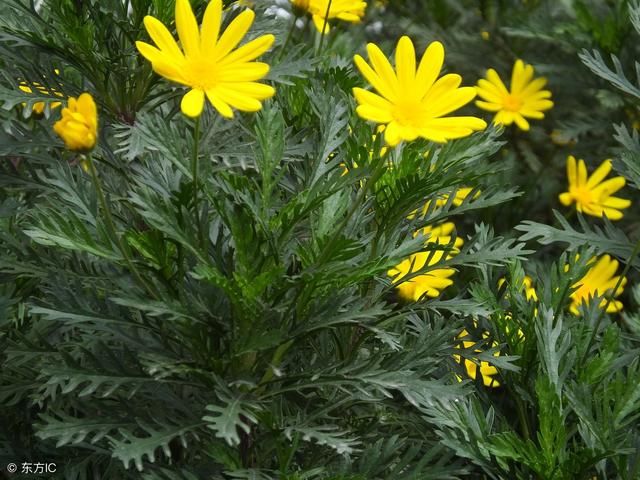 老外嫌弃中国爱的皇帝菜,现在可做农药、医药