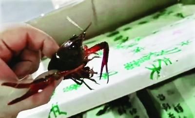 湖北产小龙虾飞迪拜镀金 每公斤售价735元