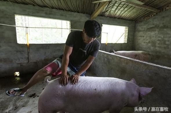 教你辨别母猪各个发情期，母猪配种的最佳时期你知道吗?_【今日爆点】