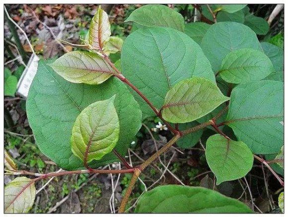 田埂上的“酸酒苔子”，70，80后儿时的零嘴，还是好药材