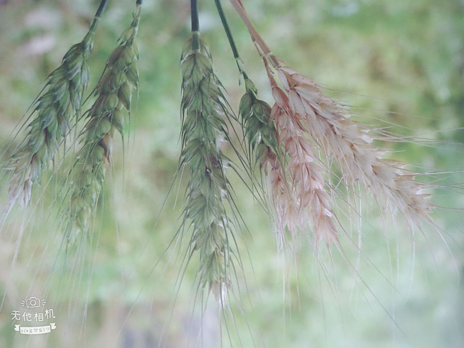 小麦病虫害图解小麦全蚀病、小麦黑穗病、小麦秆黑粉病等