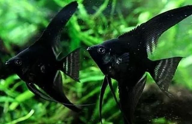 最好不要在卧室内养鱼 水族资讯 南昌水族馆第4张 最好不要在卧室内养鱼 水族资讯 南昌水族馆第4张