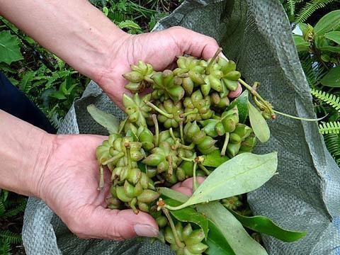 它是我国的经济植物，果实可做调料，家中必备，但很少有人见过树