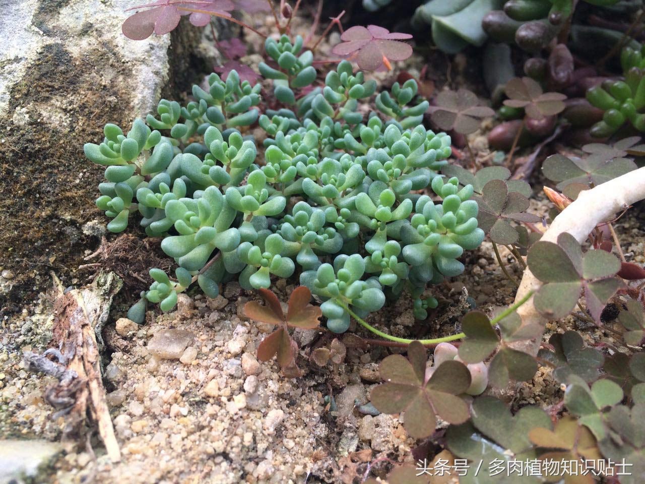 初春多肉植物大棚游记，边看边买美丽花卉