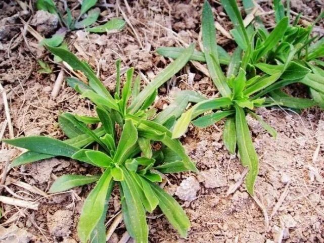 农村地里的这个野菜，农民把它当害草除去，却不知是餐桌上的美味