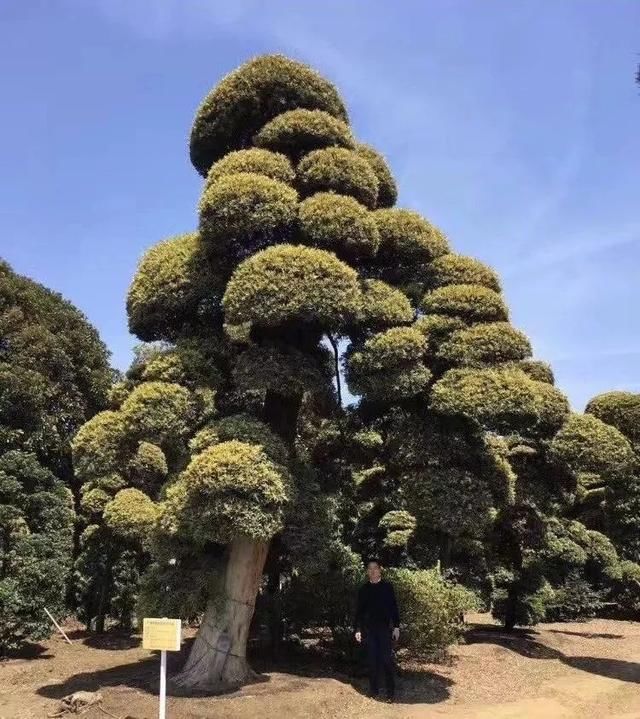 有钱任性！土豪们最爱选的庭院树，你选对了吗？