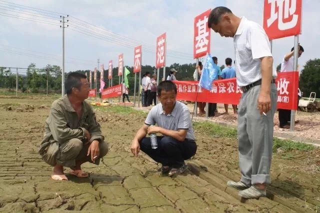 热点｜金丰公社全程土地托管模式落地了，这里的农民不用种田还能