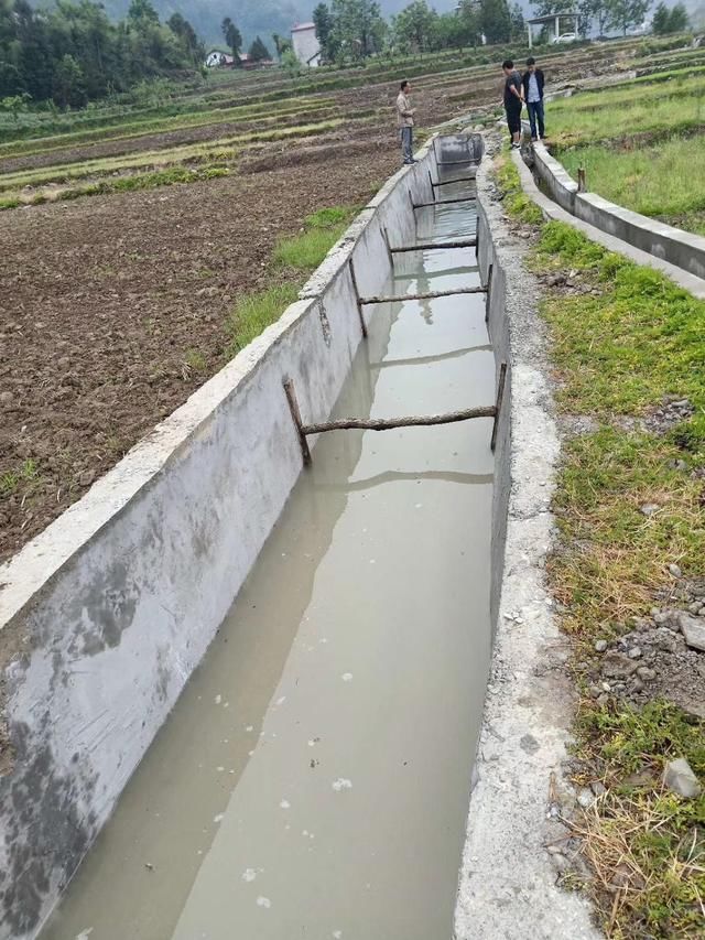 渠建好了,准备稻田养鱼,没想到蝌蚪先占领了鱼