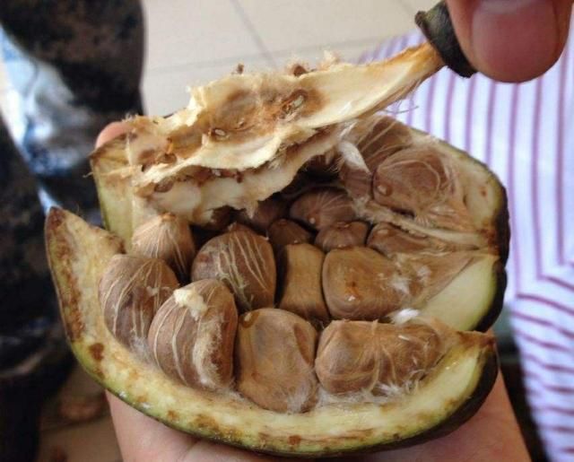 张大爷家的发财树开花结果,种子送给邻居,满