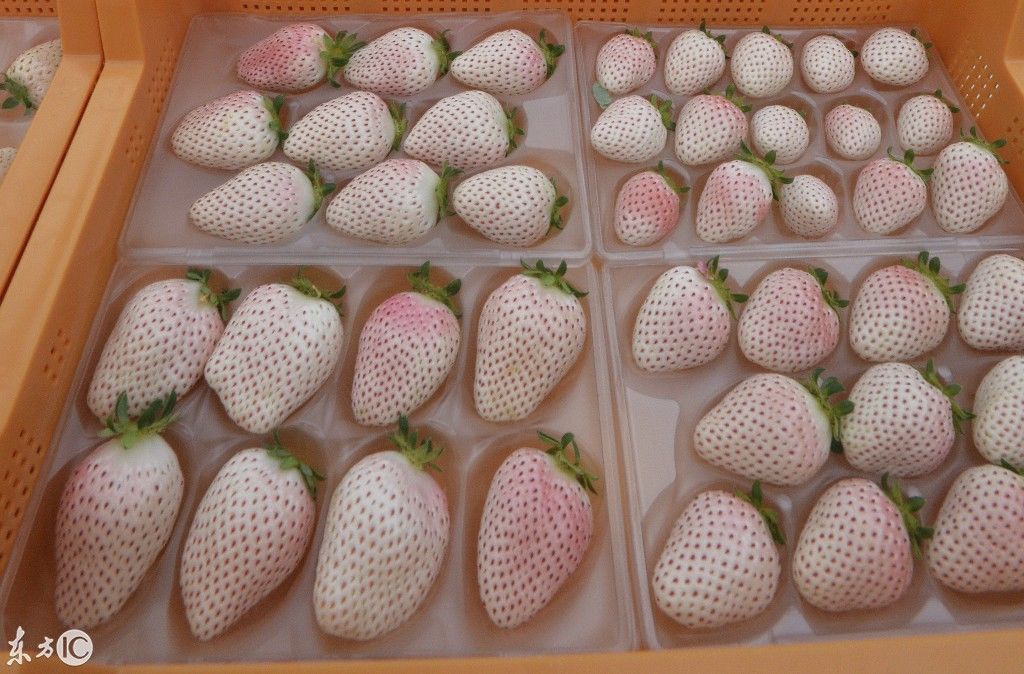 水果界新秀白草莓,至少80元一斤,还不一定买得