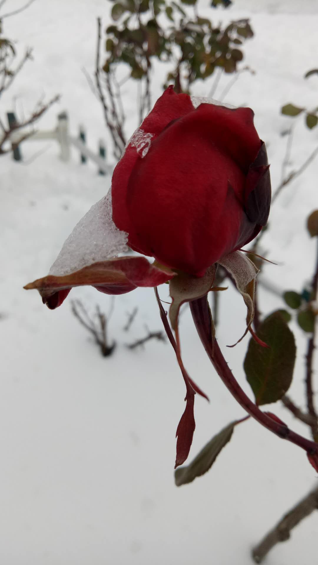 雪中一抹红