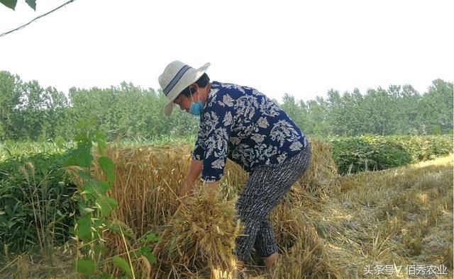 农村人都变懒了，还是生活过得滋润了？收割半亩小麦也发愁