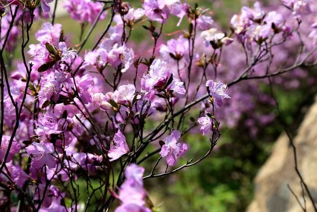 白山户外群关门砬子观映山红休闲一日游