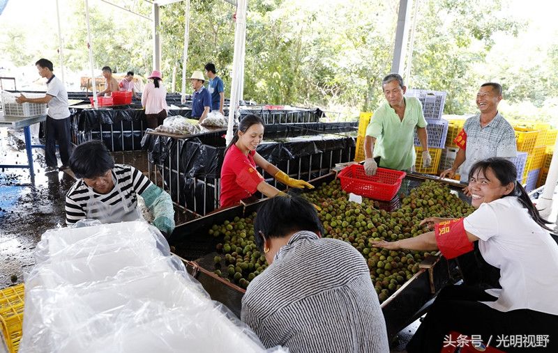 海南:农民种的这种水果卖到脱销，果实压满枝头，一年卖出6亿斤