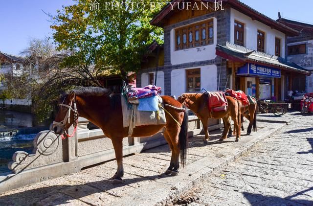丽江的马为什么没人骑了?50元、40元便可骑着游一圈