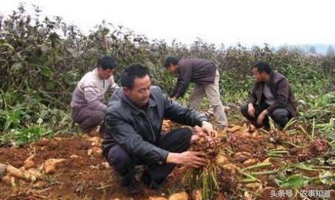 大山里埋在地里的水果，它也是水果之王，你肯定没吃过，想试试吗