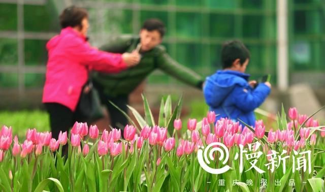 春光明媚 花中重庆美如画