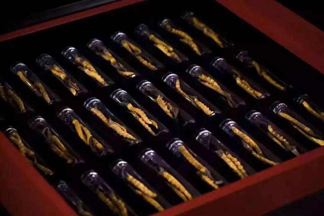 冬虫夏草被食药监踢出保健圈!一个中国式骗