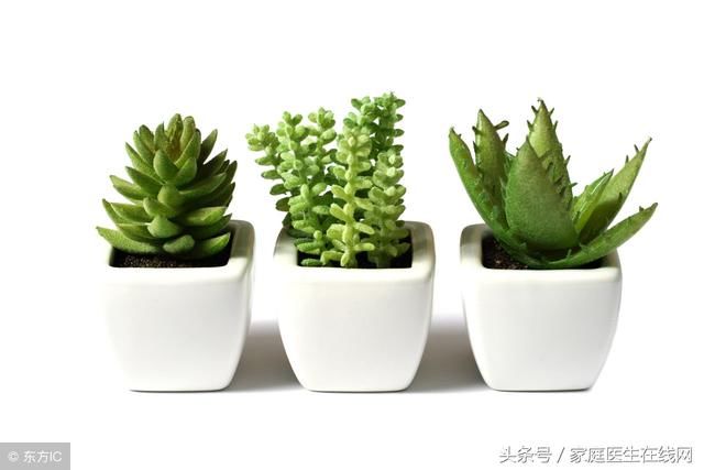 房间放绿色植物好不好？这6种植物放在家里会出大事