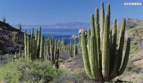 幽默联播:来看一看关于墨西哥的段子,就会明白