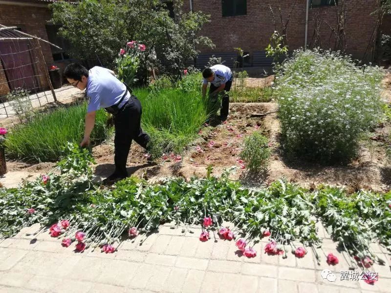 惊!临汾这个地方竟然有人种植罂粟、制毒品,现