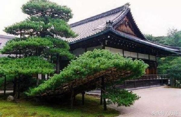 182日本京都庭院,让喧嚣的日本也可以安静下来