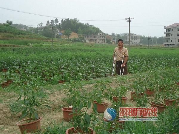 新邵县红庙村盆景蔬菜拓宽村民致富路