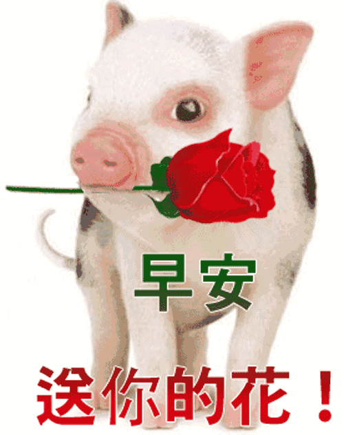 微信早上好祝福语a表情表情,最美早安短信v表情不理包动画你的图片