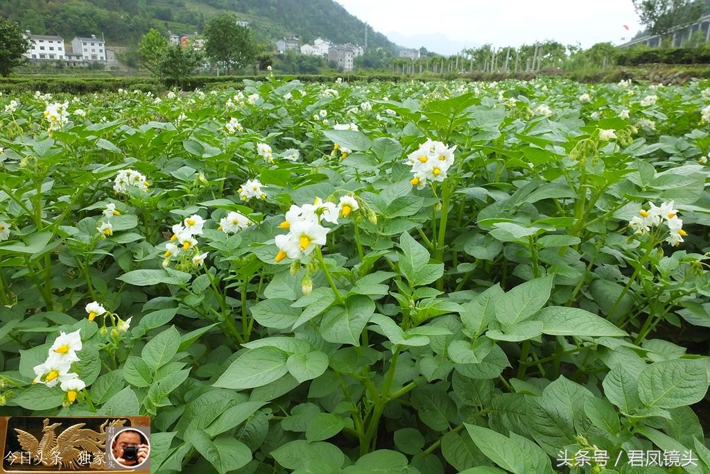 湖北宜昌:农民种植的马铃薯开花!摘掉花蕾，土豆增产10%，信吗