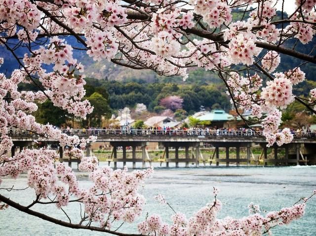 日本樱花哪里最好看