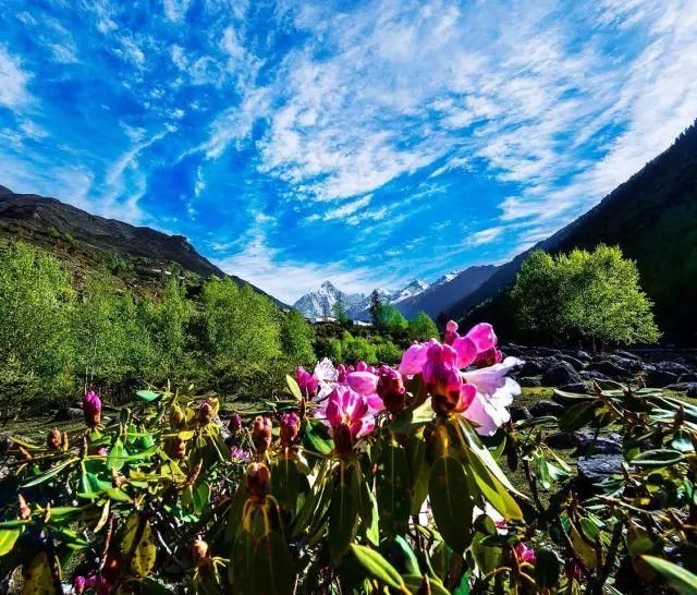 春日花事高山杜鹃开了，趁着花期来四姑娘山收获诗与远方吧