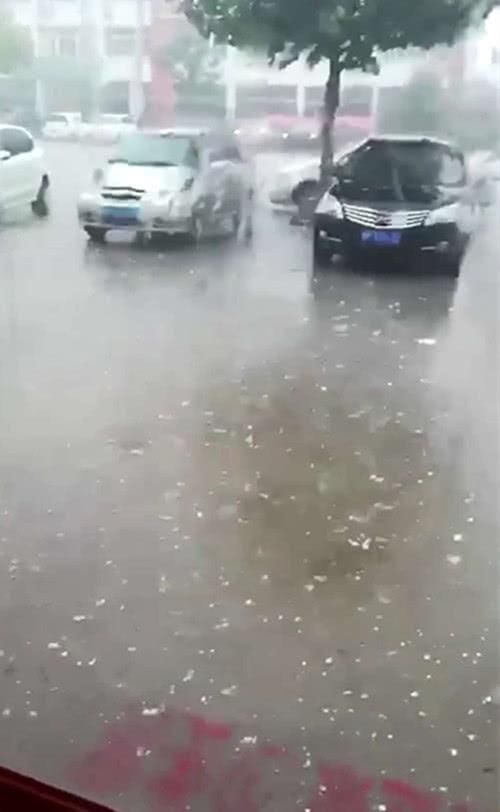 烟台苹果套袋忙，天降冰雹愁苦果农