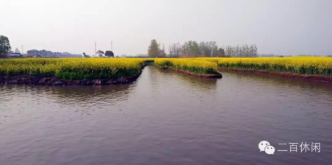 在那油菜花盛开的地方