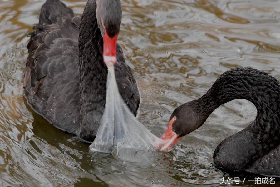 黑天鹅误把塑料袋当食物争抢 每年因此致死动