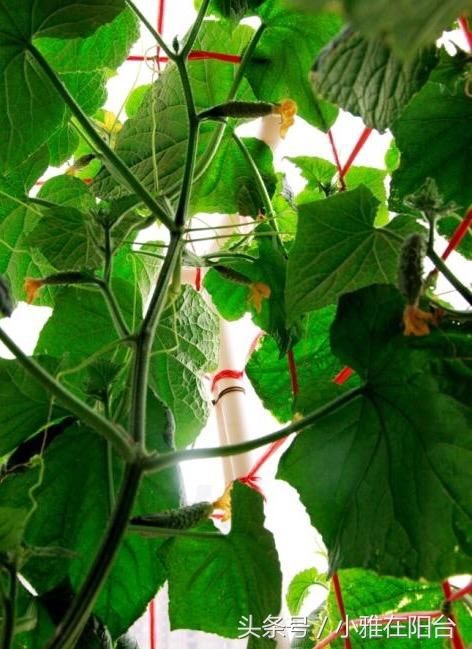 春季种盆栽黄瓜,一个小窍门,每节都有瓜,天天有的摘
