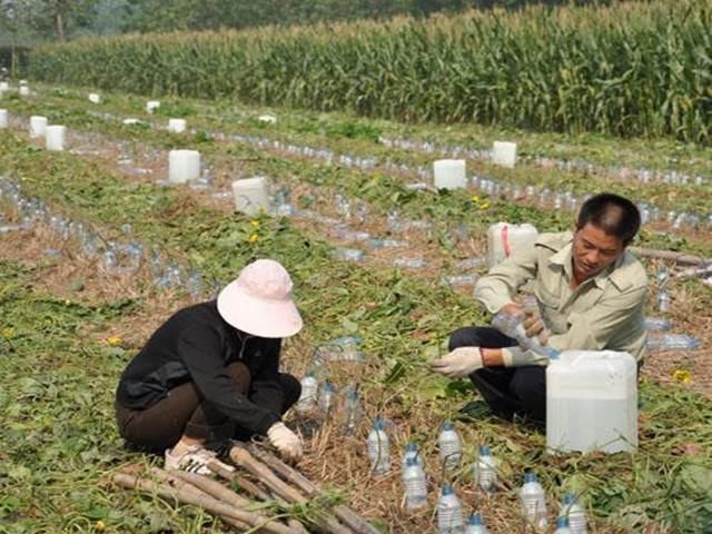 农村这种植物的藤蔓晚上会流出“神奇的水”，能接一盆，功效诱人