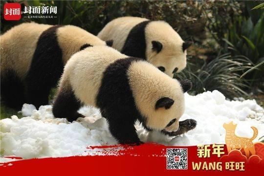 成都今天大太阳，结果熊猫基地下雪了…见到雪的熊猫们又兴奋地打