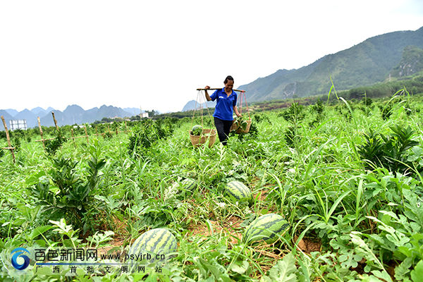 德保:脐橙果下套种西瓜获丰收