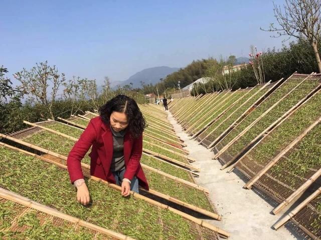 提及福鼎的白茶，不得不说“中国白茶第一村”柏柳村