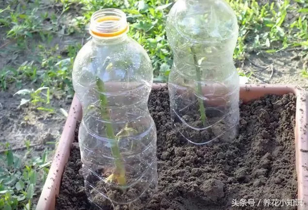 月季扦插不外传的绝技,用它扦插成功率百分百! 月季扦插不外传的绝技,用它扦插成功率百分百!